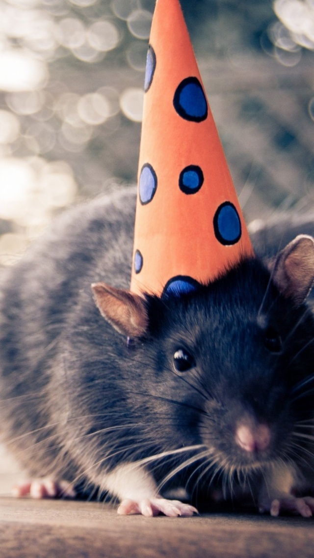 Mouse With Birthday Hat - HD Wallpaper 