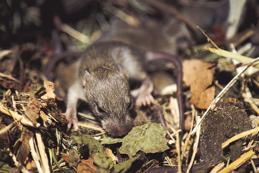 Rat, Nest, Mouse, Baby, Animal Themes, One Animal, - Mouse - HD Wallpaper 