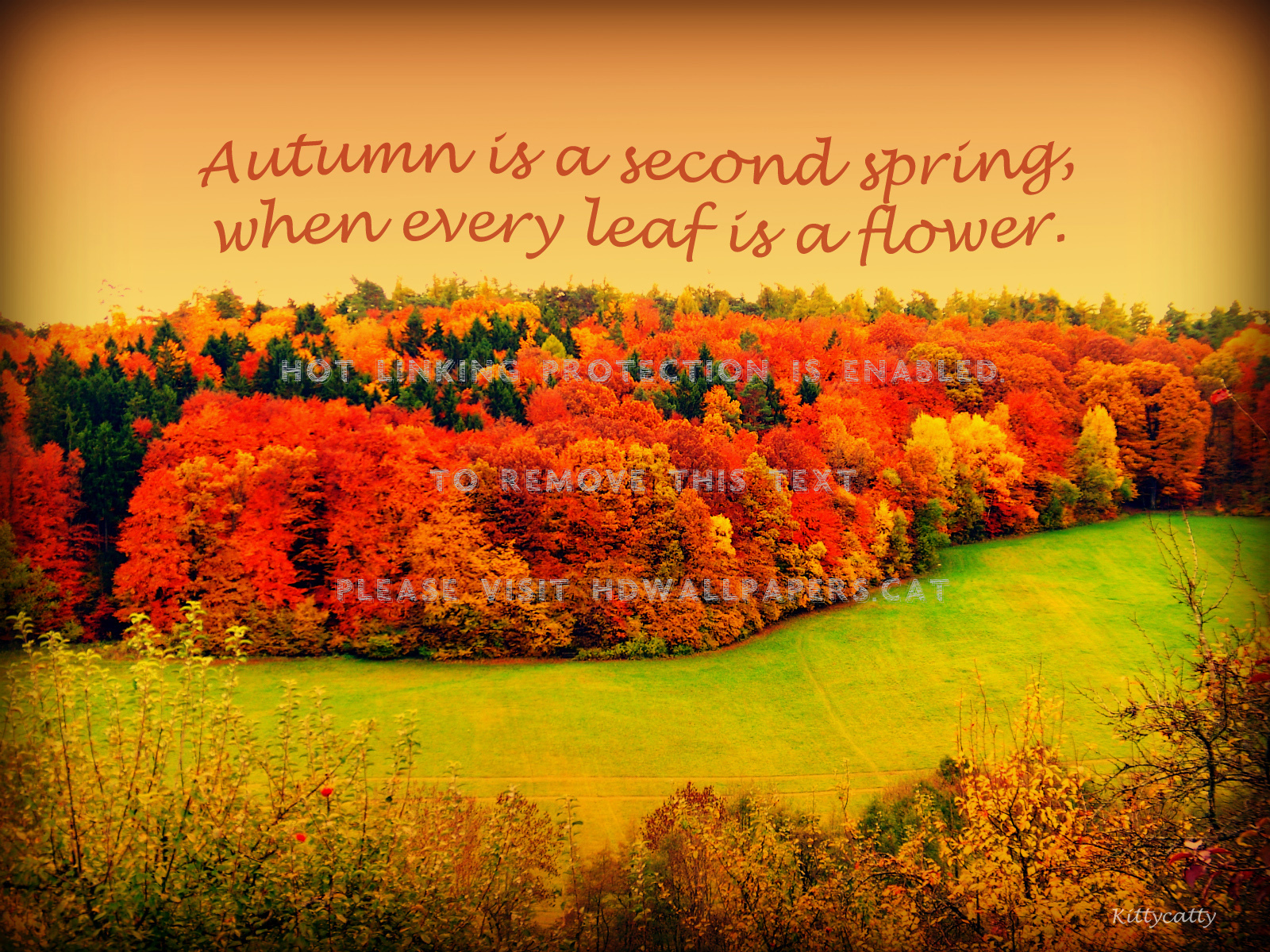 Autumn Forest Red Indian Summer Nature Wood - Autumn - HD Wallpaper 