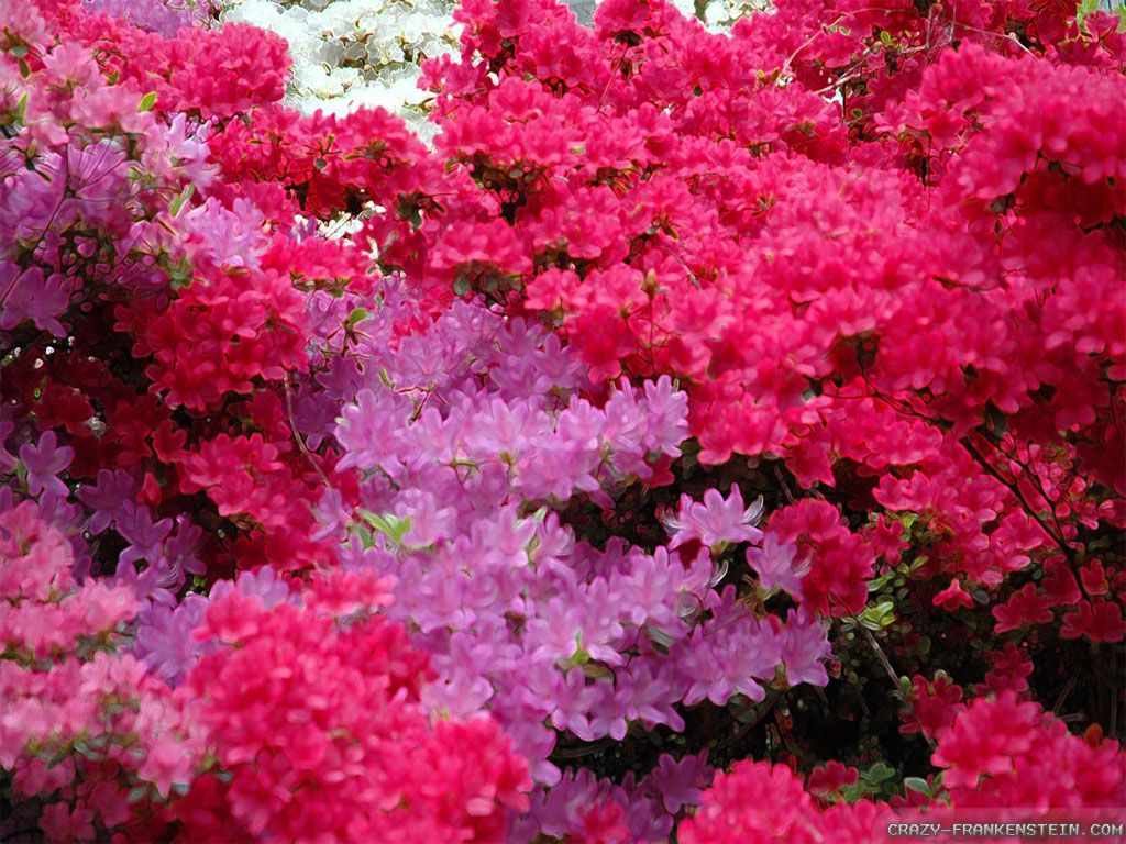 Beautiful Pink Flowers In India - HD Wallpaper 