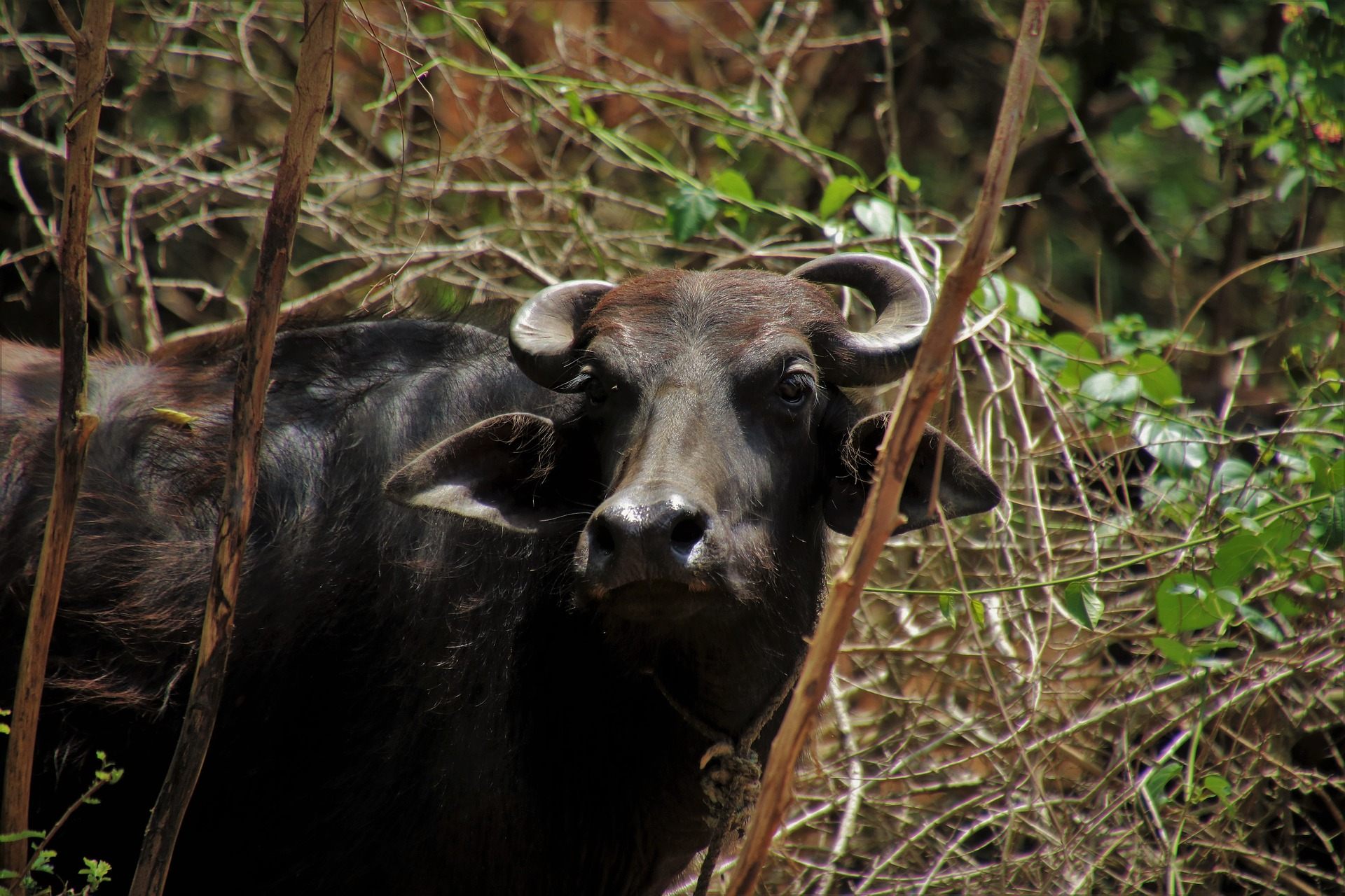 Indian Buffalo Wallpaper - Vaca Buffalo - HD Wallpaper 
