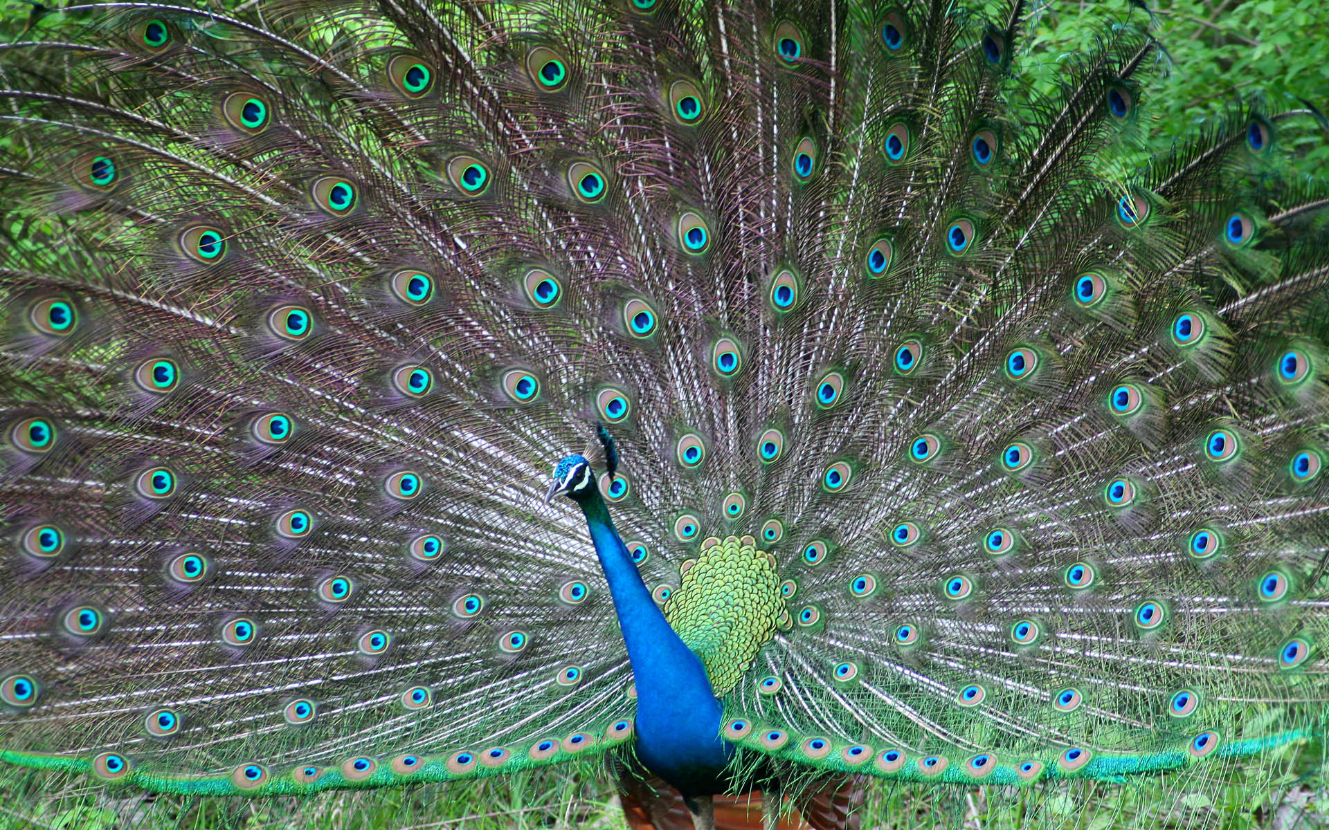 Indian, Hd Wallpapers For Free - Beautiful Peacock Birds - HD Wallpaper 