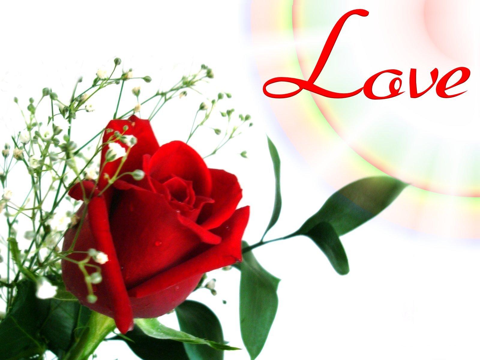 Love Beautiful Rose Flowers - HD Wallpaper 