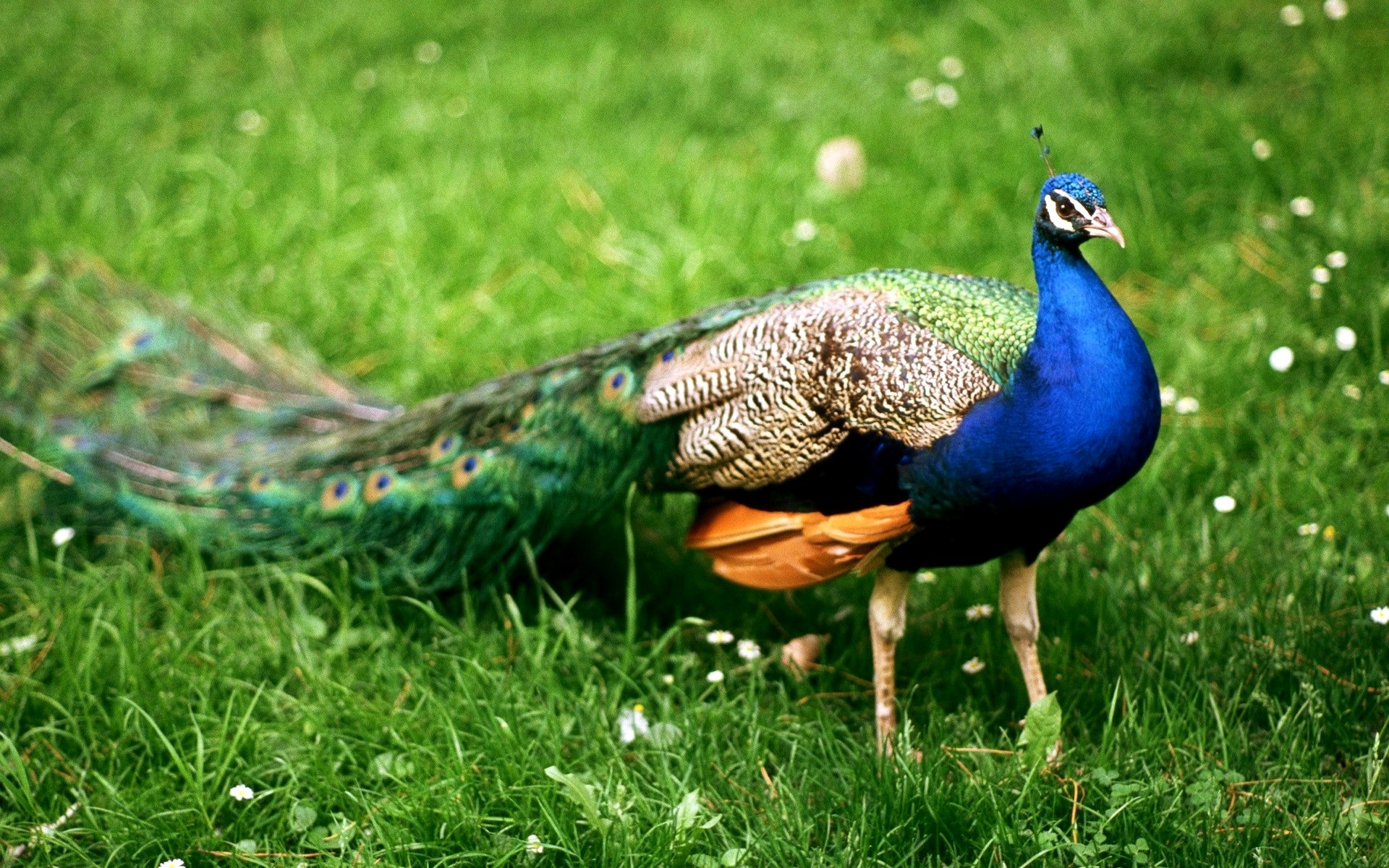 Birds Sanctuaries In Karnataka - HD Wallpaper 