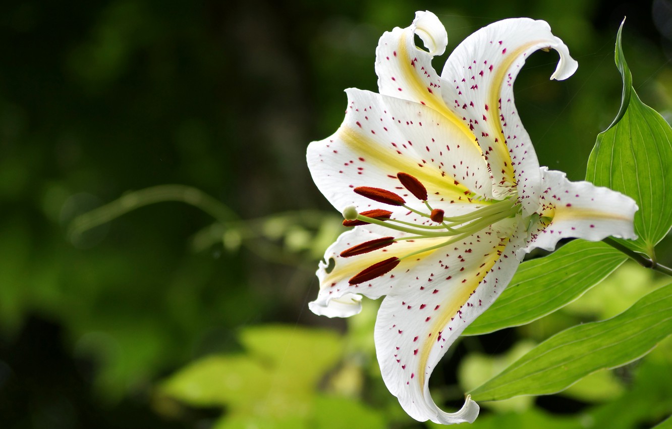 Photo Wallpaper Flower, Leaves, Background, Lily, Garden, - Tiger Lily - HD Wallpaper 