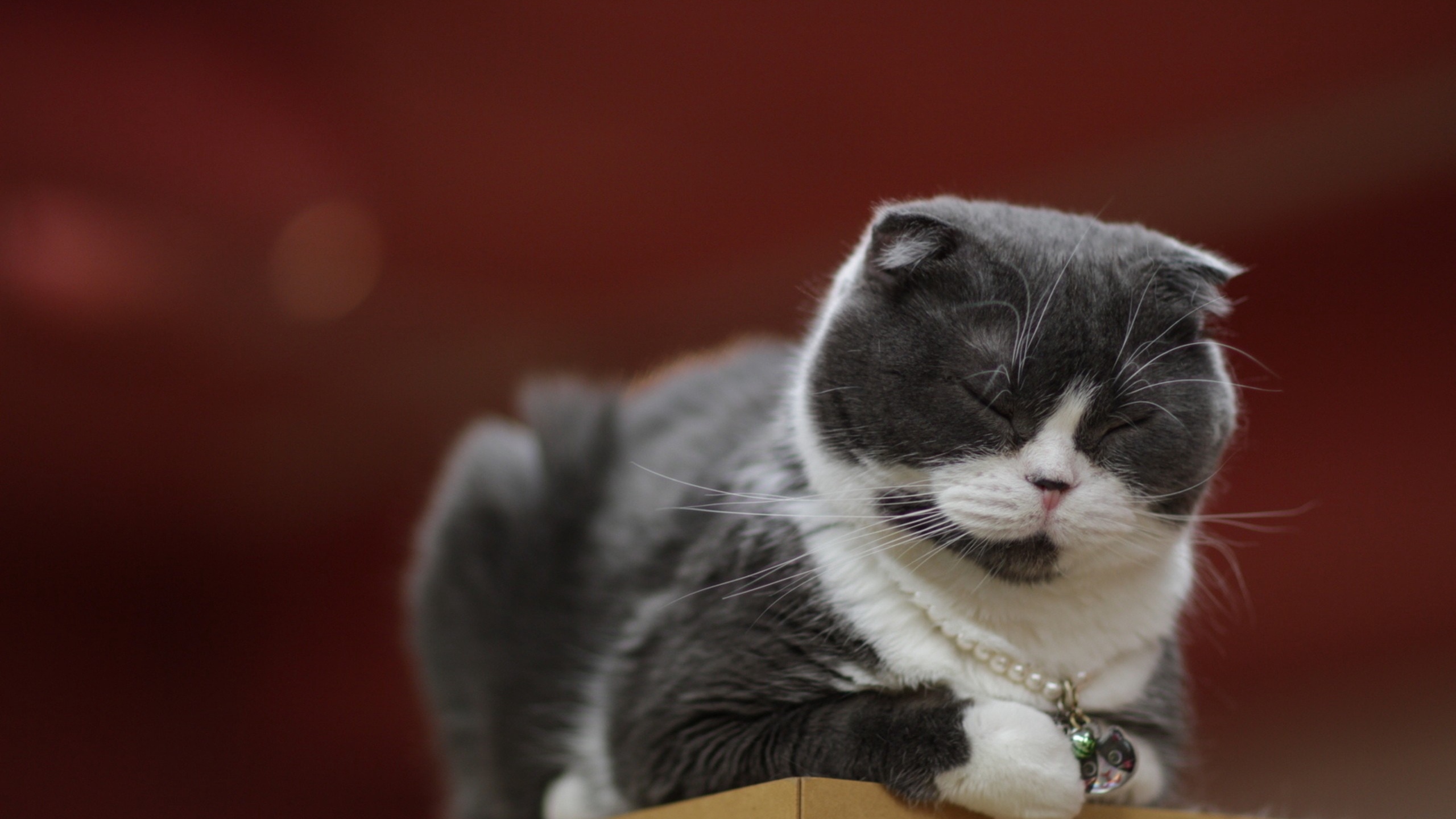 Wallpaper Cat, Color, Speckled, Sleep - Cat - HD Wallpaper 