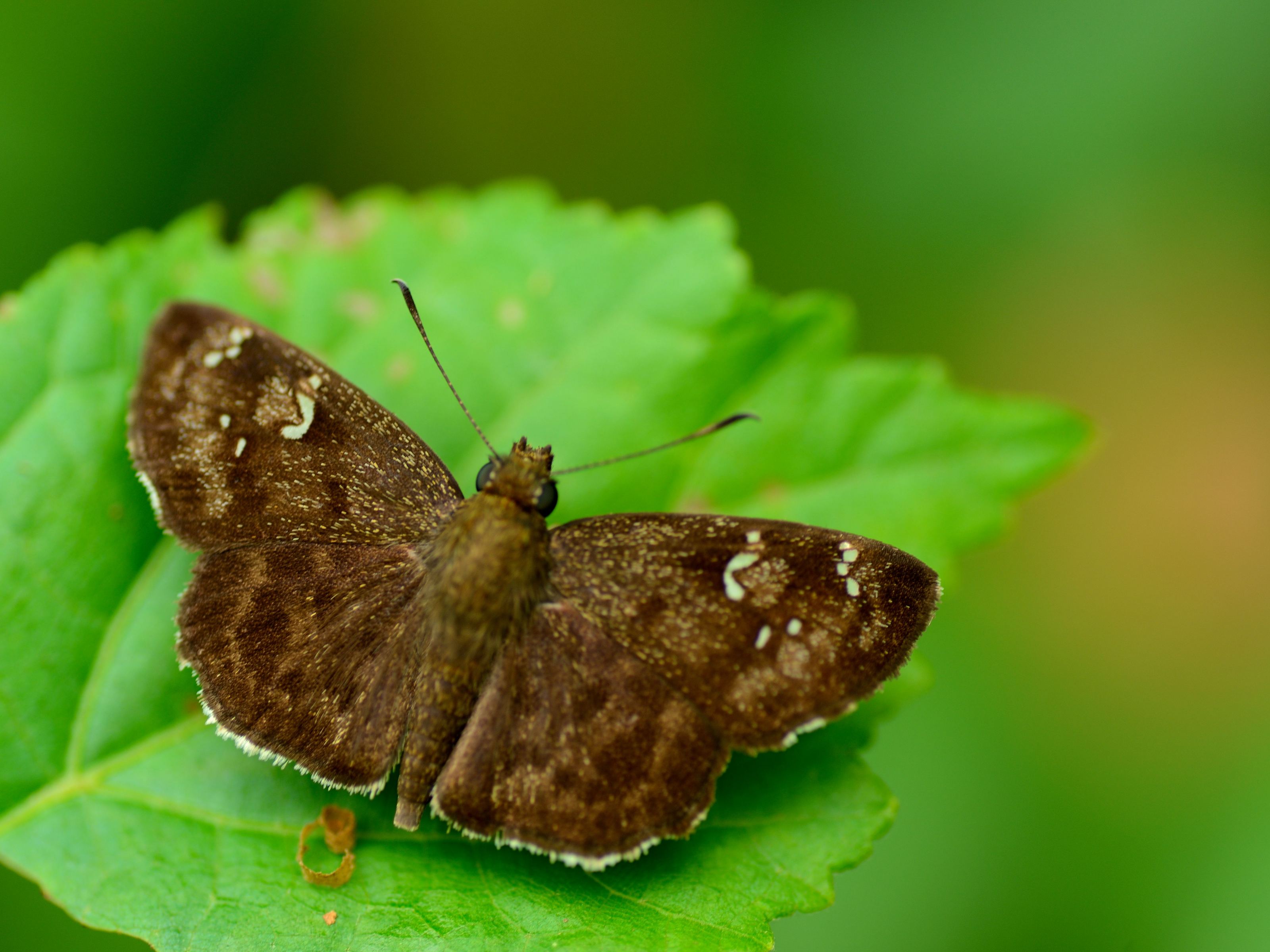 Butterfly Image 240 * 320 - HD Wallpaper 