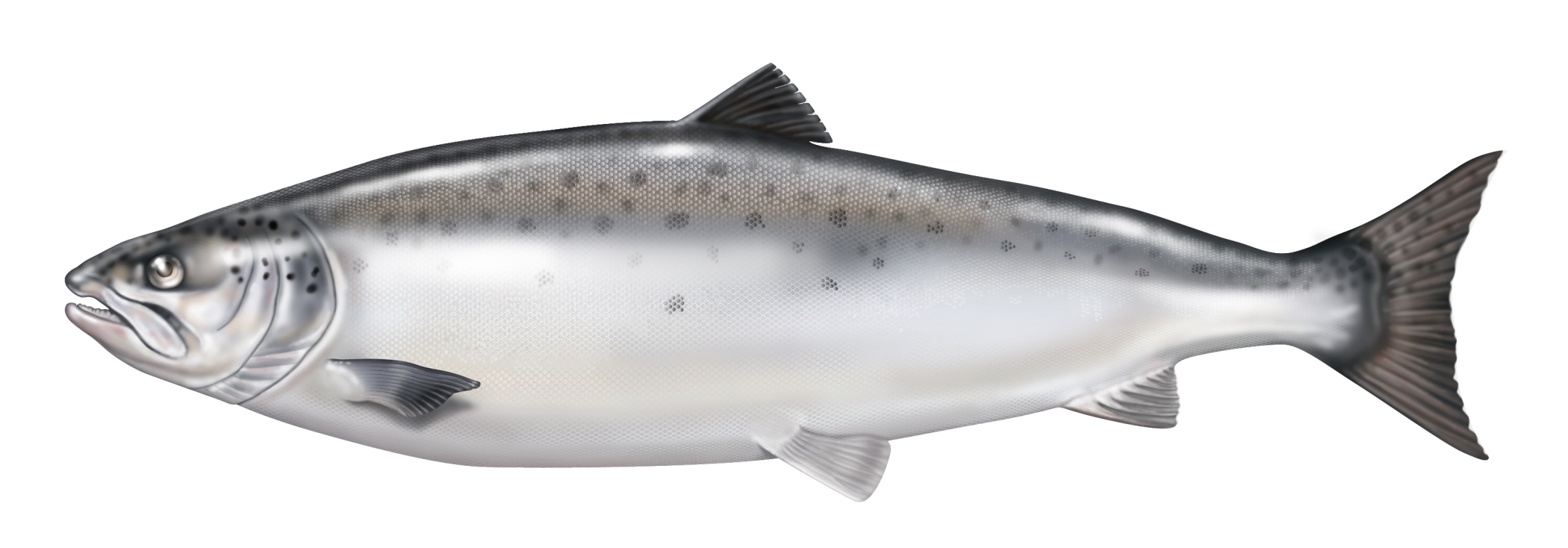 Salmon Drawing Wallpaper - North Atlantic Salmon - 2100x734 Wallpaper