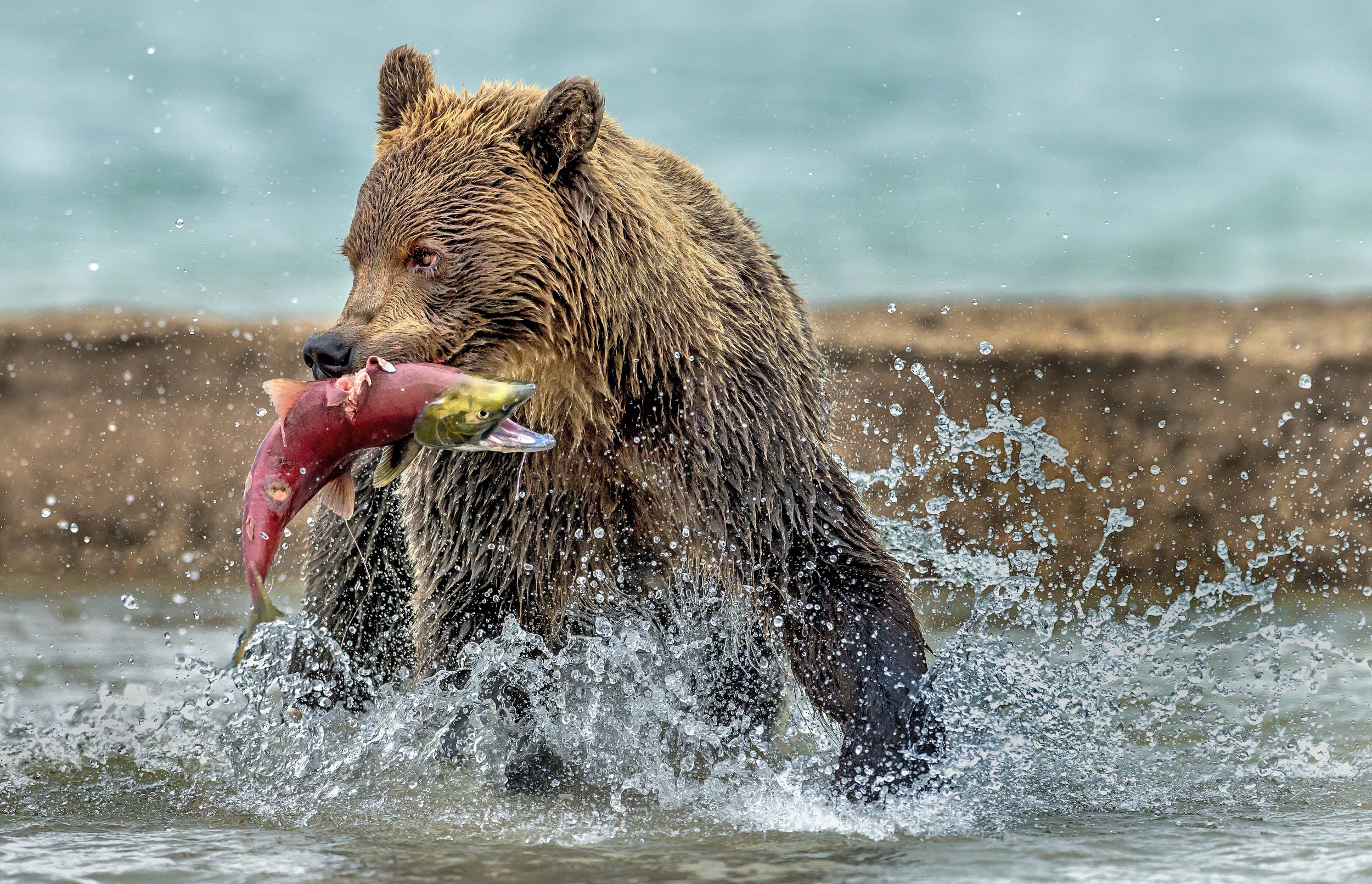 Salmon Being Caught By A Bear - HD Wallpaper 