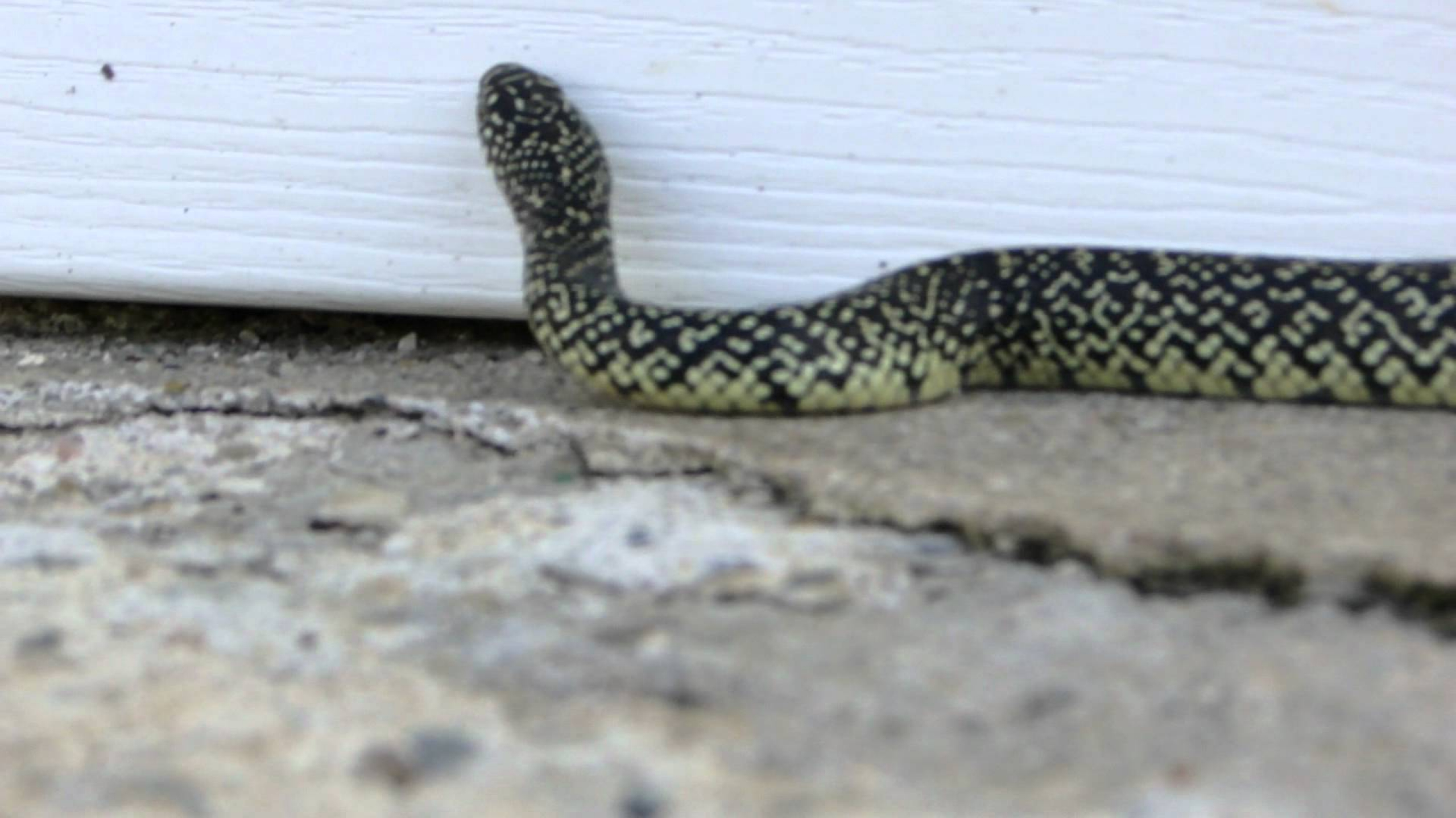 King Snake Snakes In Louisiana - HD Wallpaper 