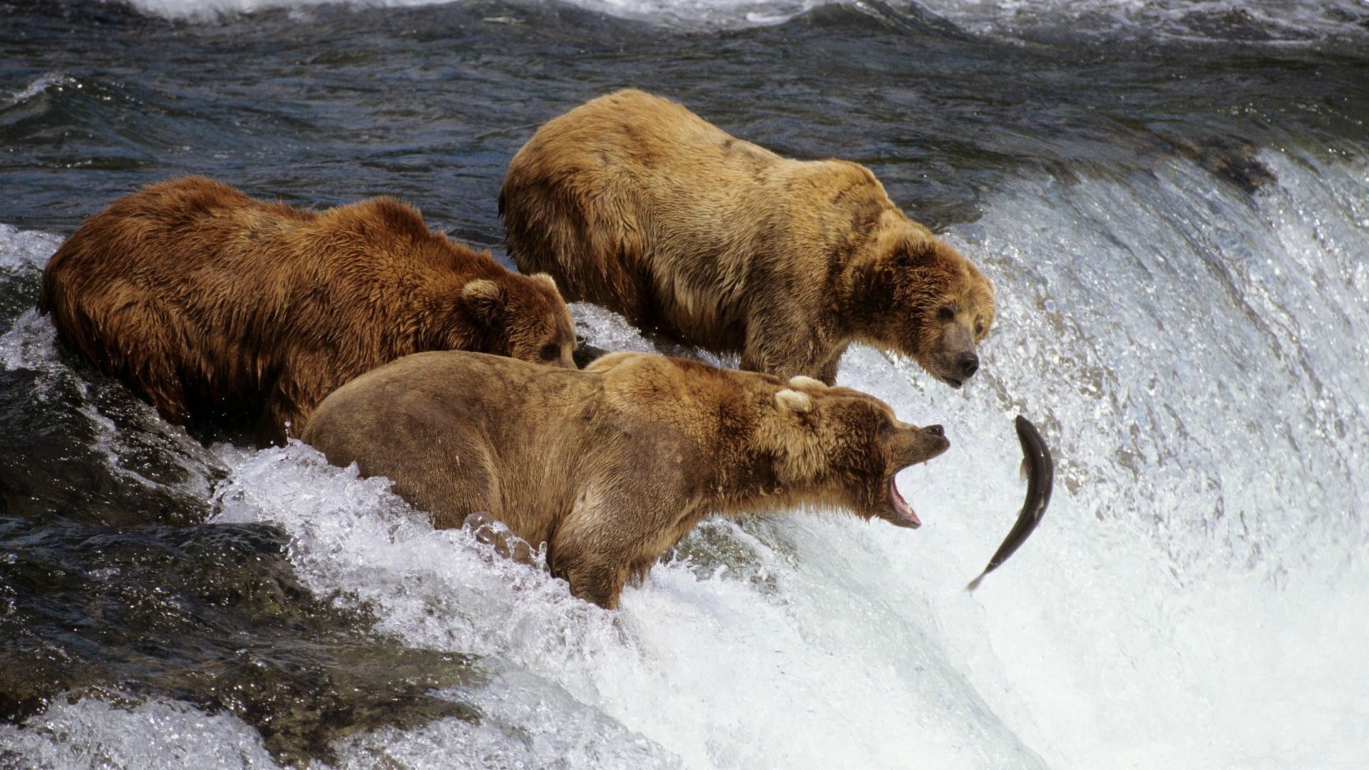 Bears Hunting Salmon - HD Wallpaper 