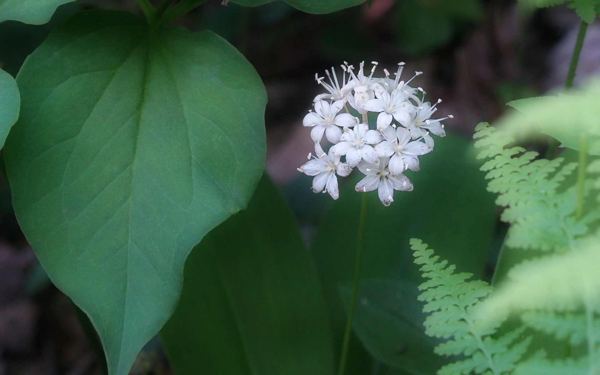 Speckled Wood Lily Clintonia Umbellulata - Hydrangea - HD Wallpaper 