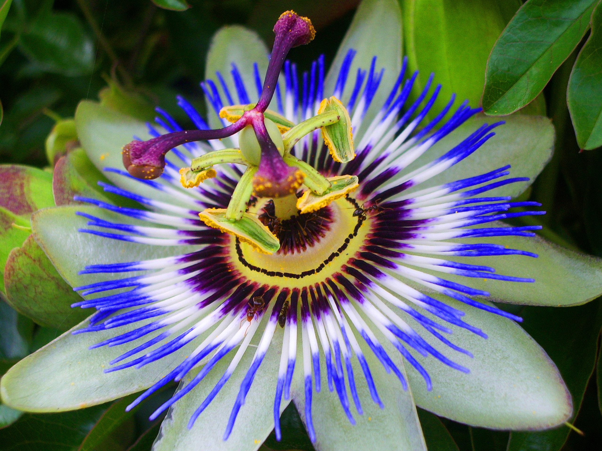 Passion Flowers - Passion Fruit Flower Hd - HD Wallpaper 