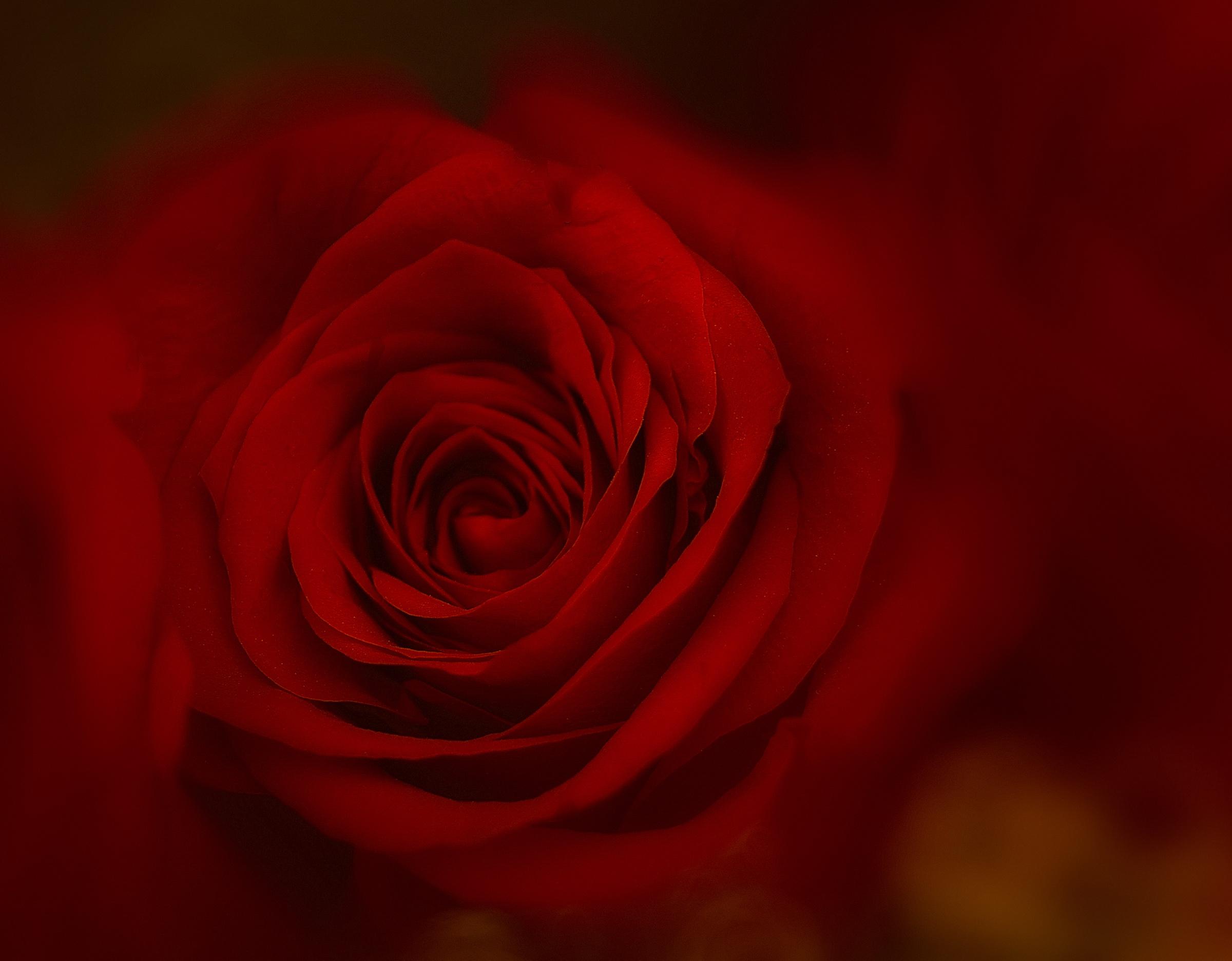 Love Passion - 3d Laptop Wallpaper In Rose - HD Wallpaper 