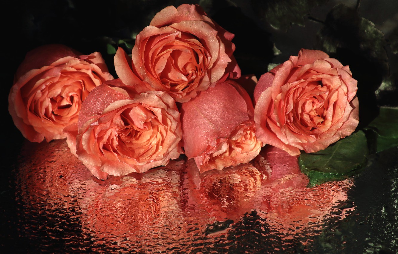 Photo Wallpaper Glass, Drops, Flowers, Reflection, - Garden Roses - HD Wallpaper 