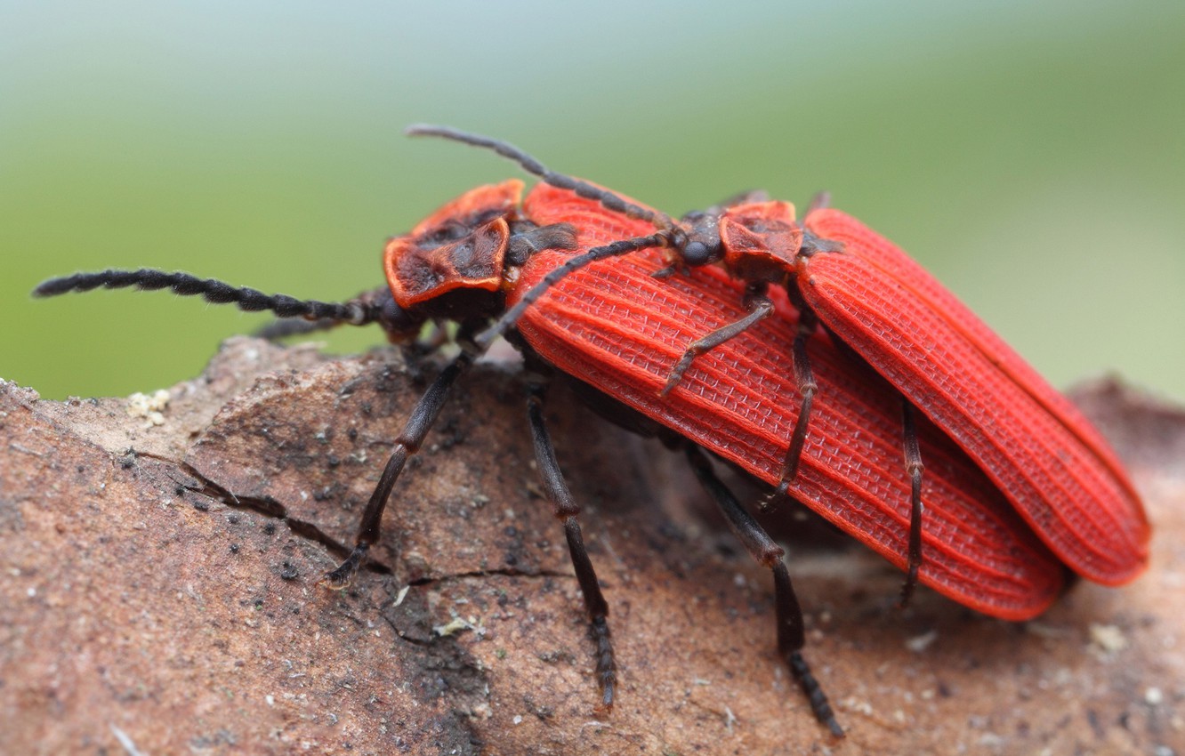 Photo Wallpaper Erotic, Macro, Love, Insects, Background, - Red Bugs - HD Wallpaper 