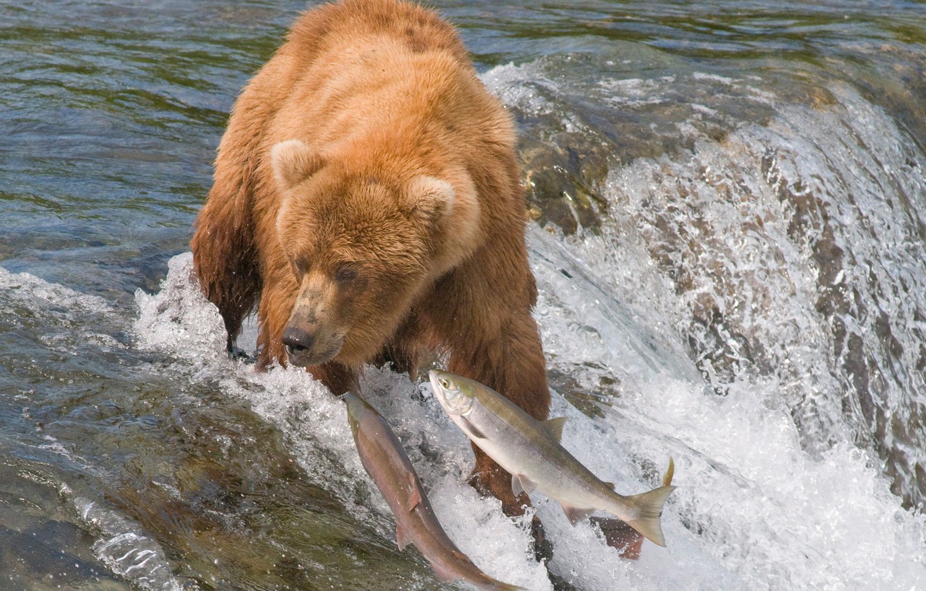 Photo Wallpaper Water, Fish, River, Bear, Hunting, - Bear Fishing In A River - HD Wallpaper 