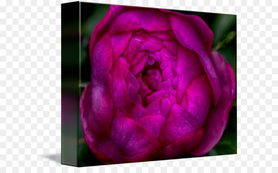 Cabbage Rose Wallpaper - HD Wallpaper 