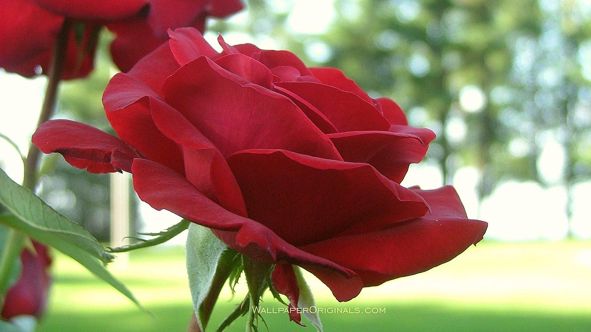Data Src Free Roses Wallpaper Desktop - Red Rose - HD Wallpaper 