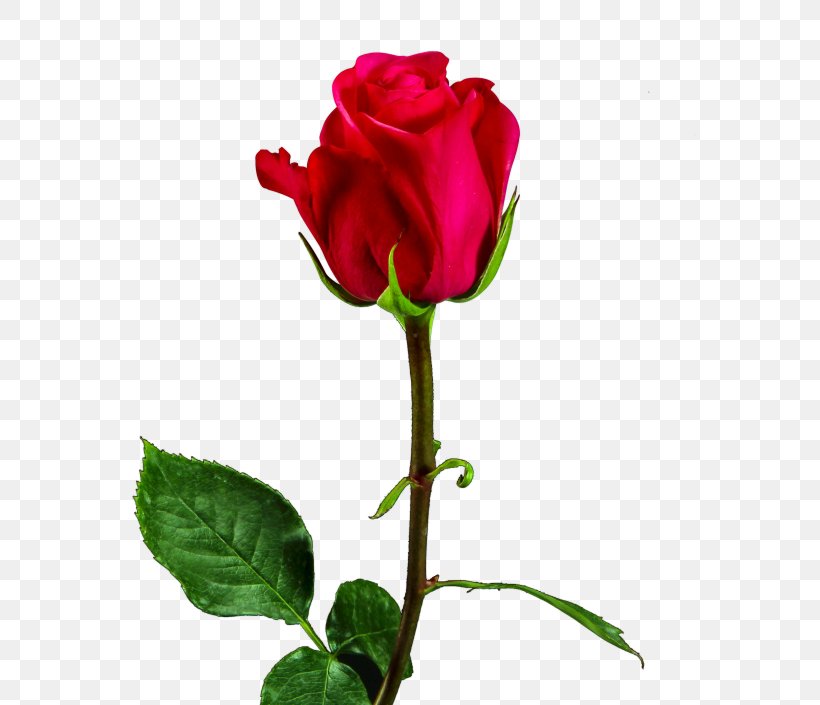 Garden Roses Image Desktop Wallpaper Vector Graphics, - Flower For Valentine Png - HD Wallpaper 