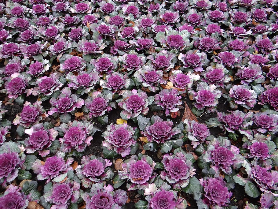 Decorative Cabbage, Flowerbed, Rose, Parterre, Park, - Floare Varza De Bruxelles - HD Wallpaper 