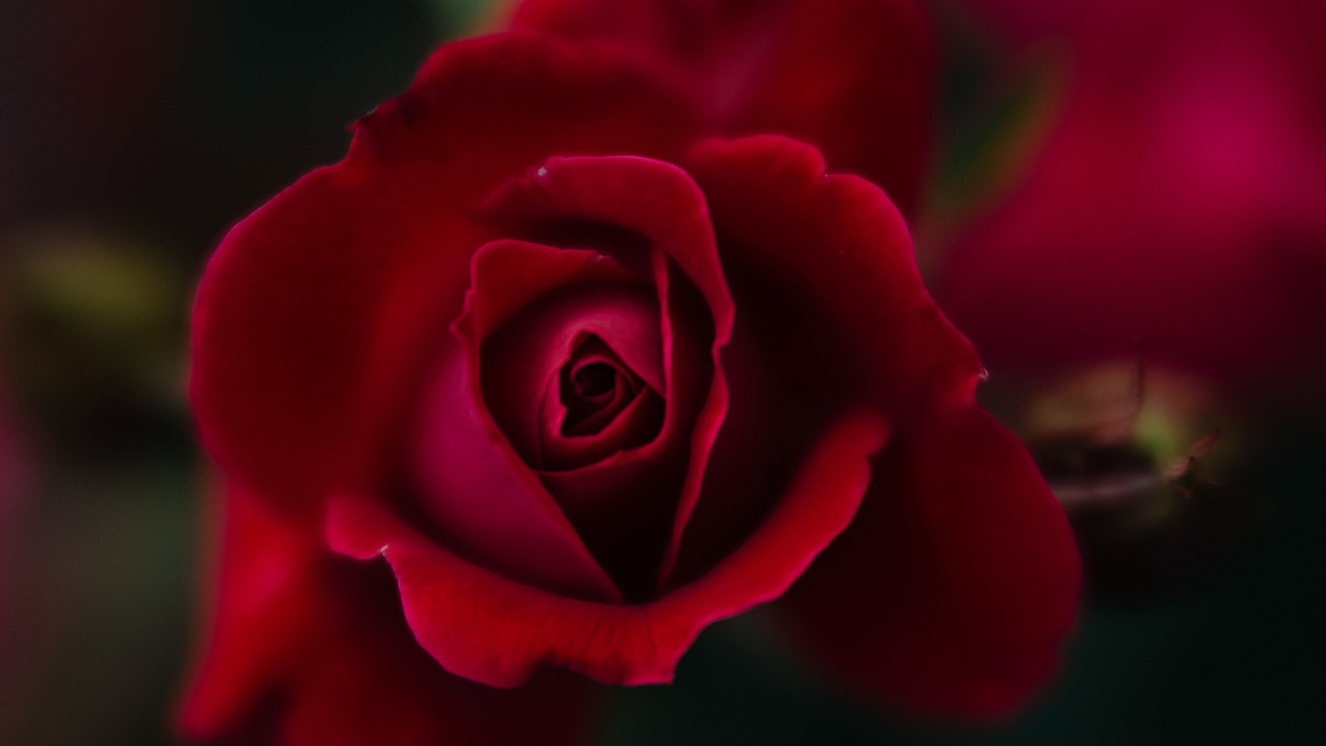 Wallpaper - HD Wallpaper 