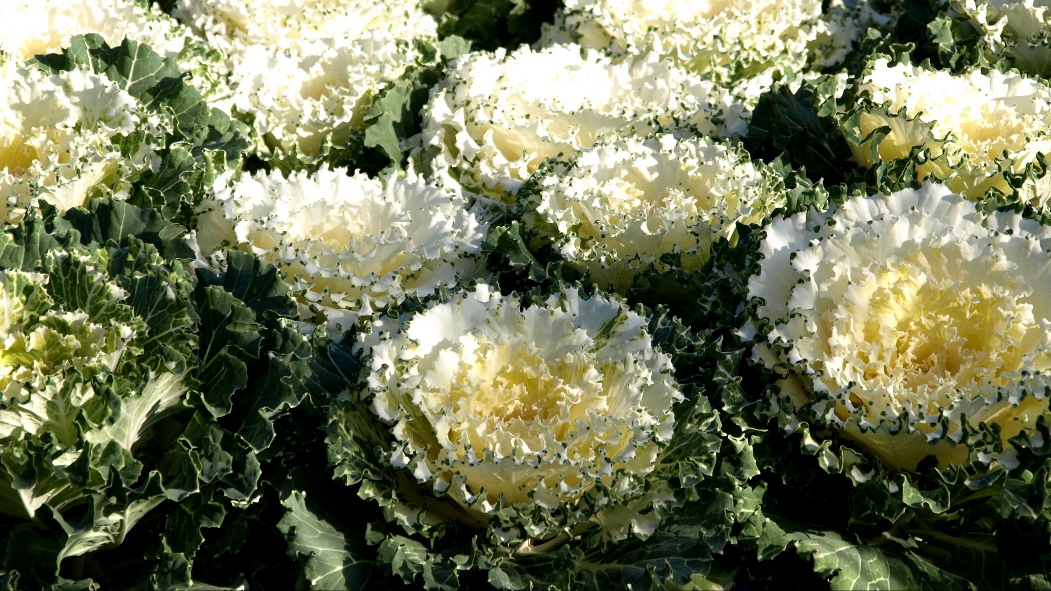 Wallpaper Ornamental Cabbage, Flowerbed, Greens - HD Wallpaper 