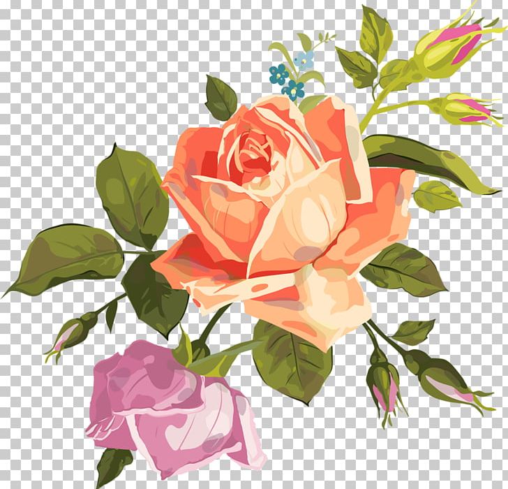 Garden Roses Portable Network Graphics Cabbage Rose - Rose - HD Wallpaper 