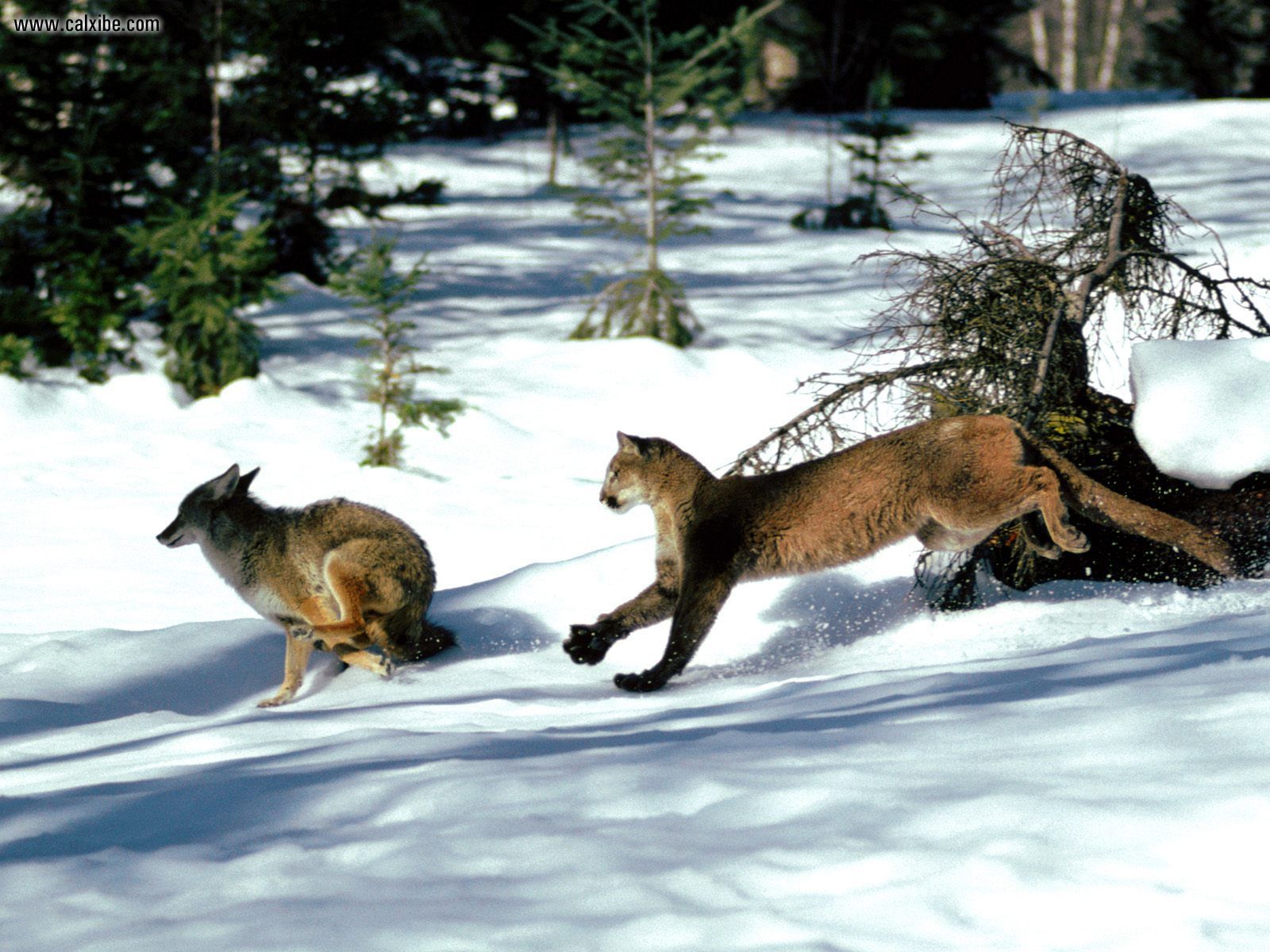 Mountain Lion Vs Fox - HD Wallpaper 