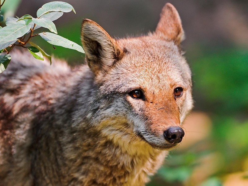 Young Coyote Wallpaper - Cute Pictures Of Coyotes - HD Wallpaper 