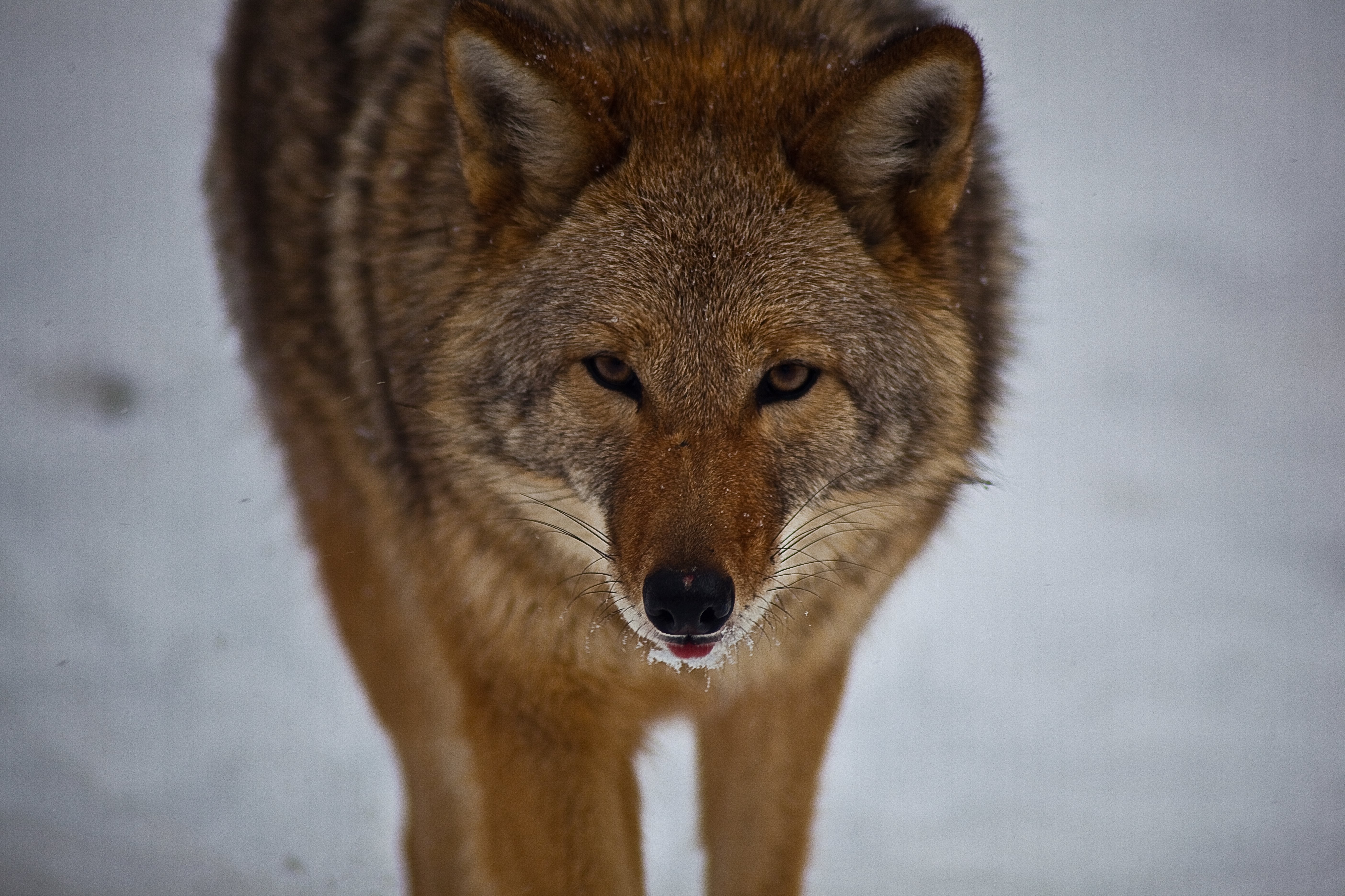 Coyote Look Hunting - HD Wallpaper 