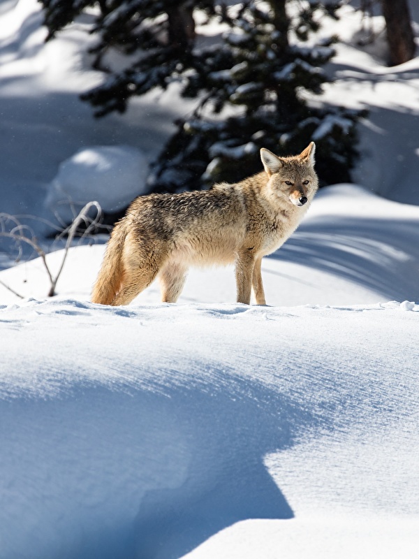 Coyote - HD Wallpaper 