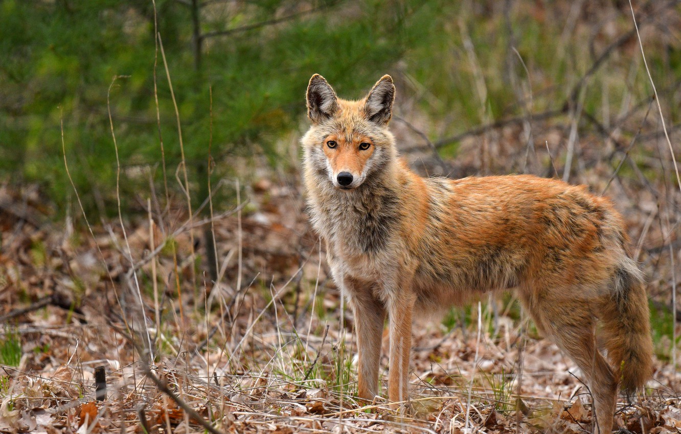 Photo Wallpaper Grass, Look, Face, Branches, Nature, - Red Fox - HD Wallpaper 