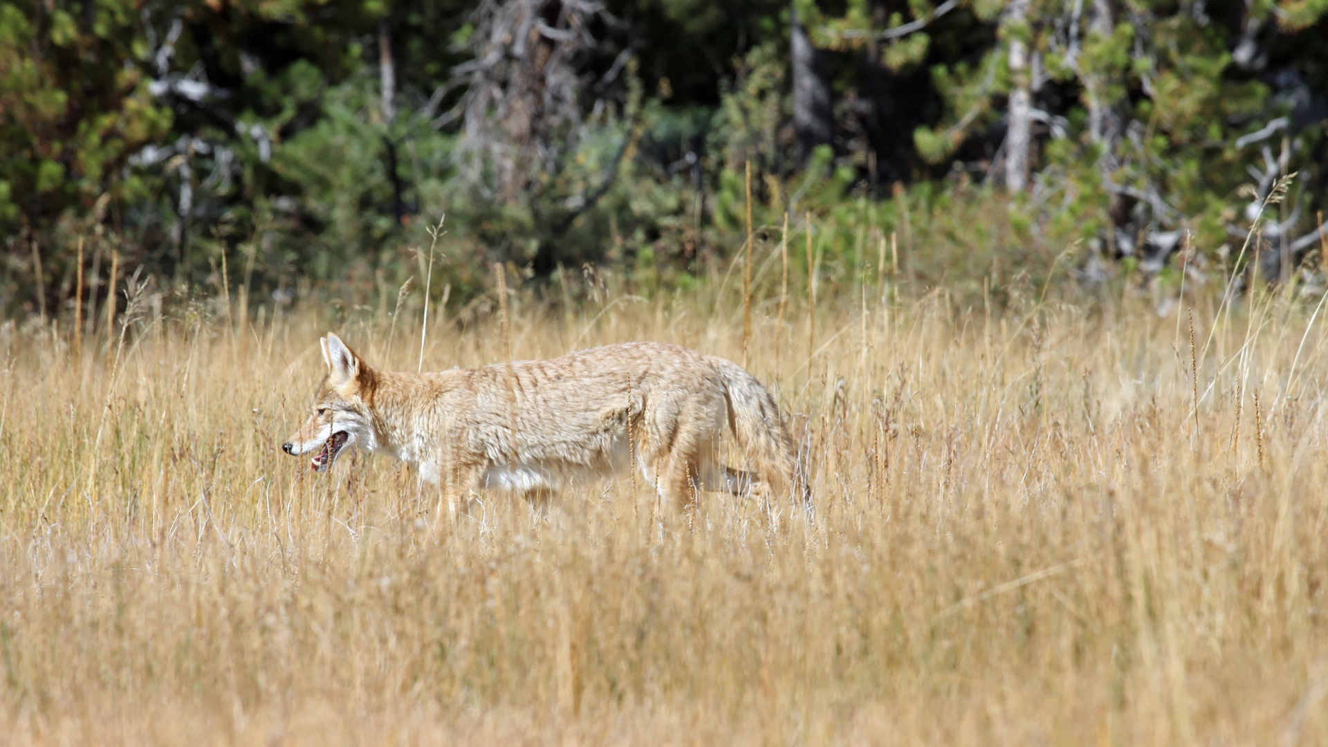 Jackal - HD Wallpaper 