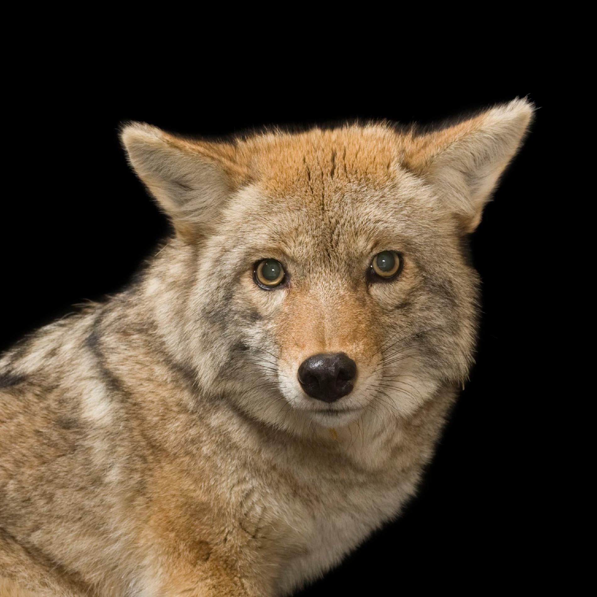 Coyote Hd Wallpapers, Desktop Wallpaper - Coyote - HD Wallpaper 