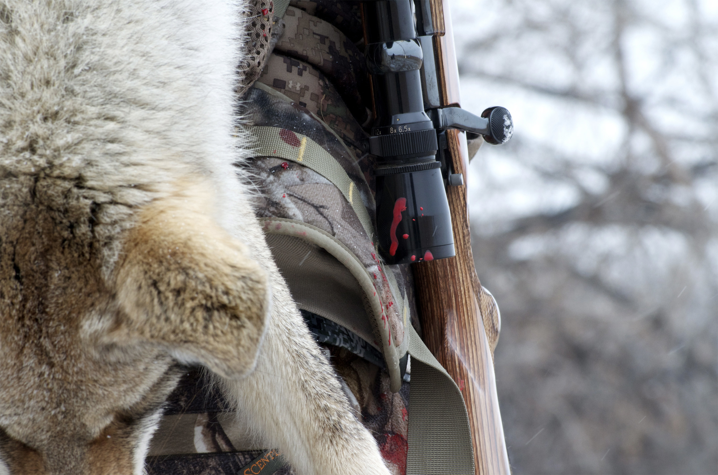 2500x1656, Coyote Hunting, Montana, Montana Wild, Predator - Remington Country - HD Wallpaper 