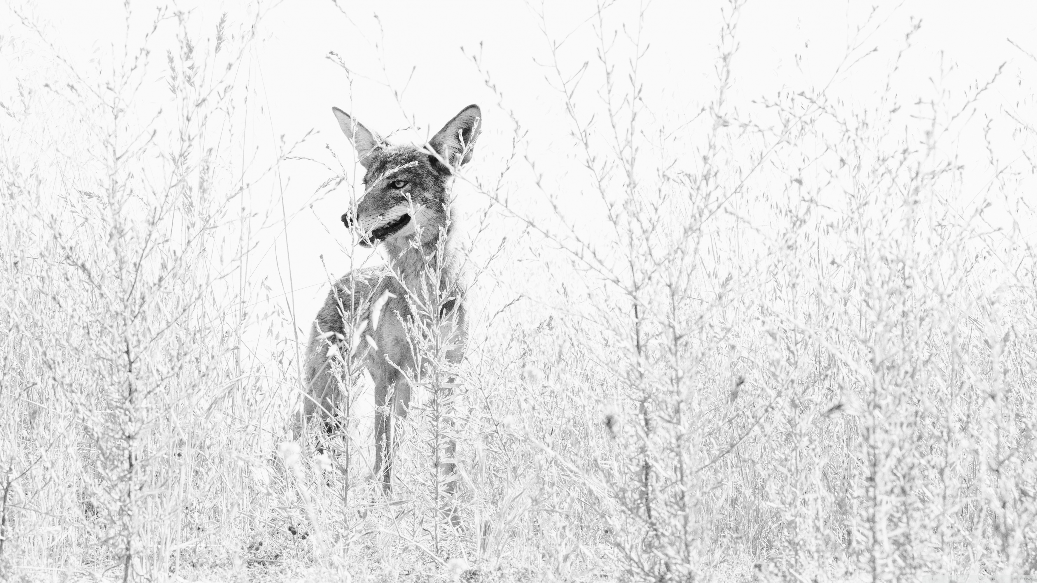 Mobile Phone - HD Wallpaper 