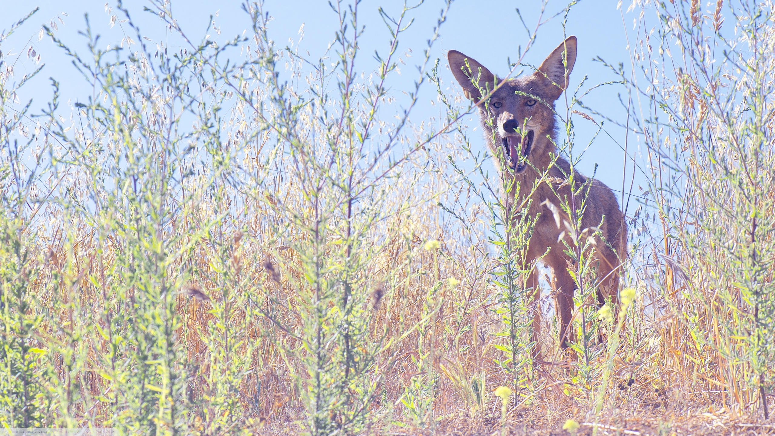White-tailed Deer - HD Wallpaper 
