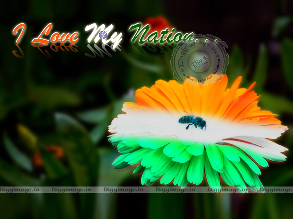 Indian Flag In Flowers - HD Wallpaper 