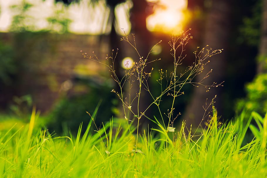 Nature, Photography, Shahid, Xhahid, Bharti, Plant, - Sweet Grass - HD Wallpaper 
