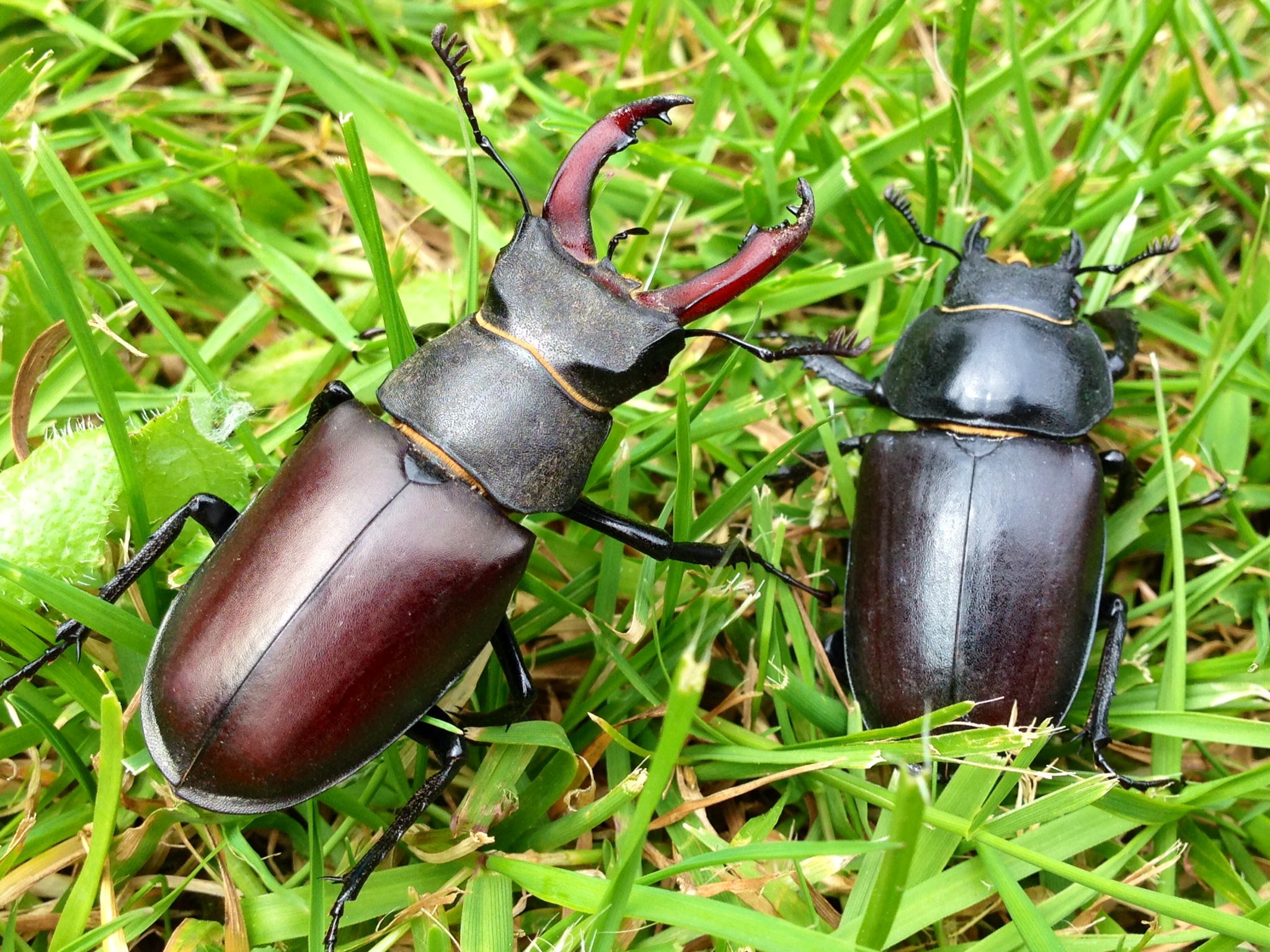 Stag Beetle Male Female - HD Wallpaper 