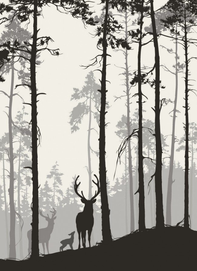 Silhouette Of A Pine Forest - HD Wallpaper 