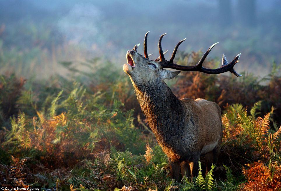 In The Mist - National Geographic Nature Animals - HD Wallpaper 