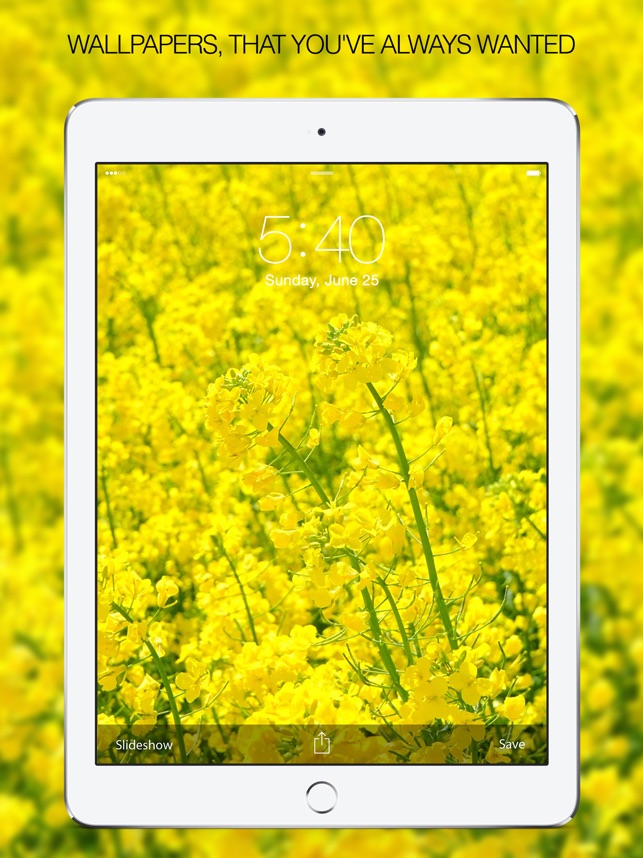 Wallpaper - HD Wallpaper 