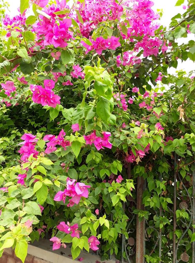 1 - Four O'clock Family - HD Wallpaper 