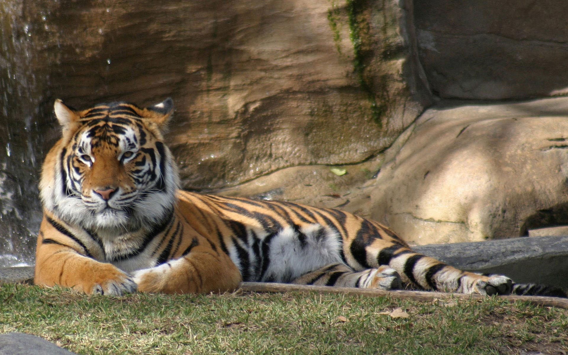 Tiger Dream World - Animals Images High Resolution - HD Wallpaper 