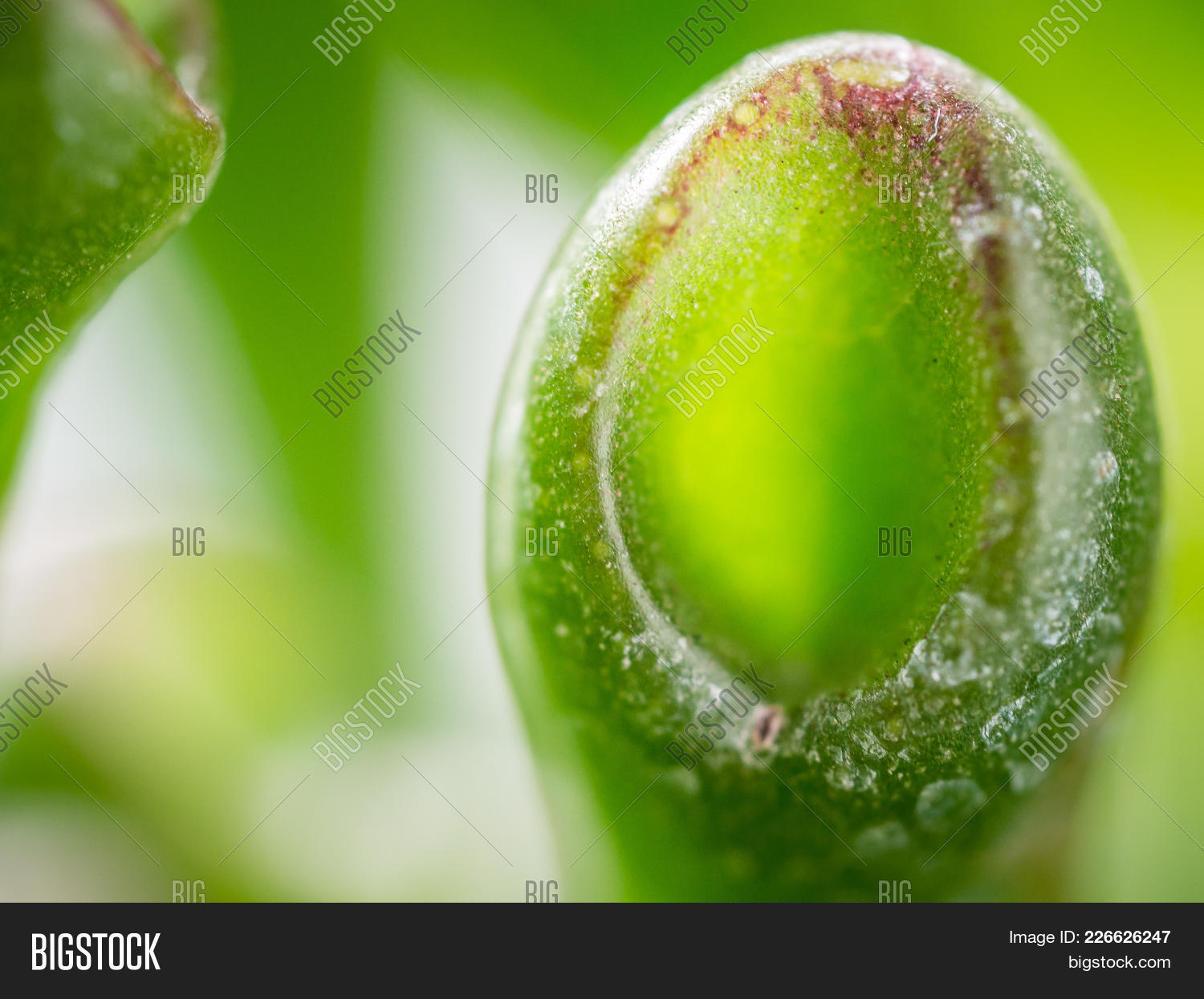 Gollum Wallpaper - HD Wallpaper 