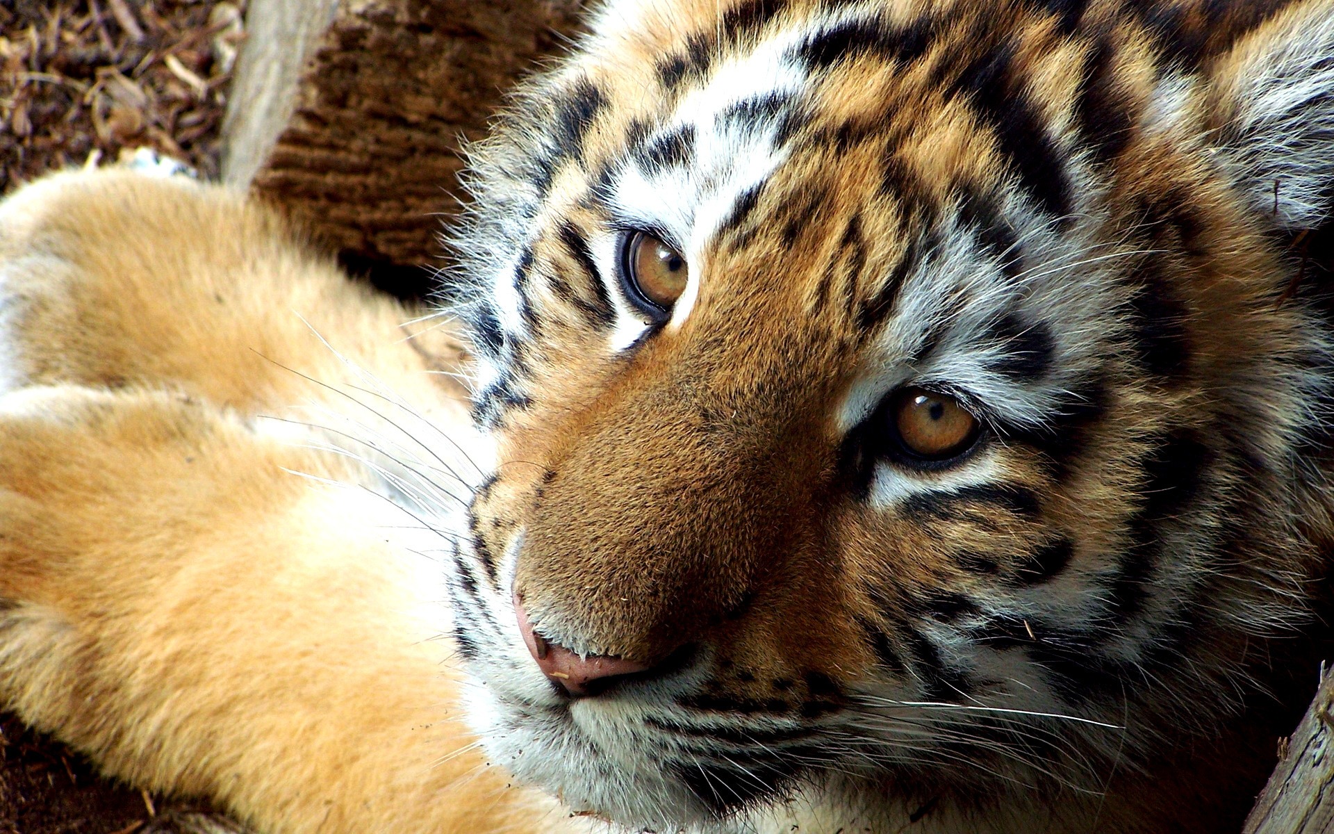 Adorable Baby Tiger Wallpaper - HD Wallpaper 