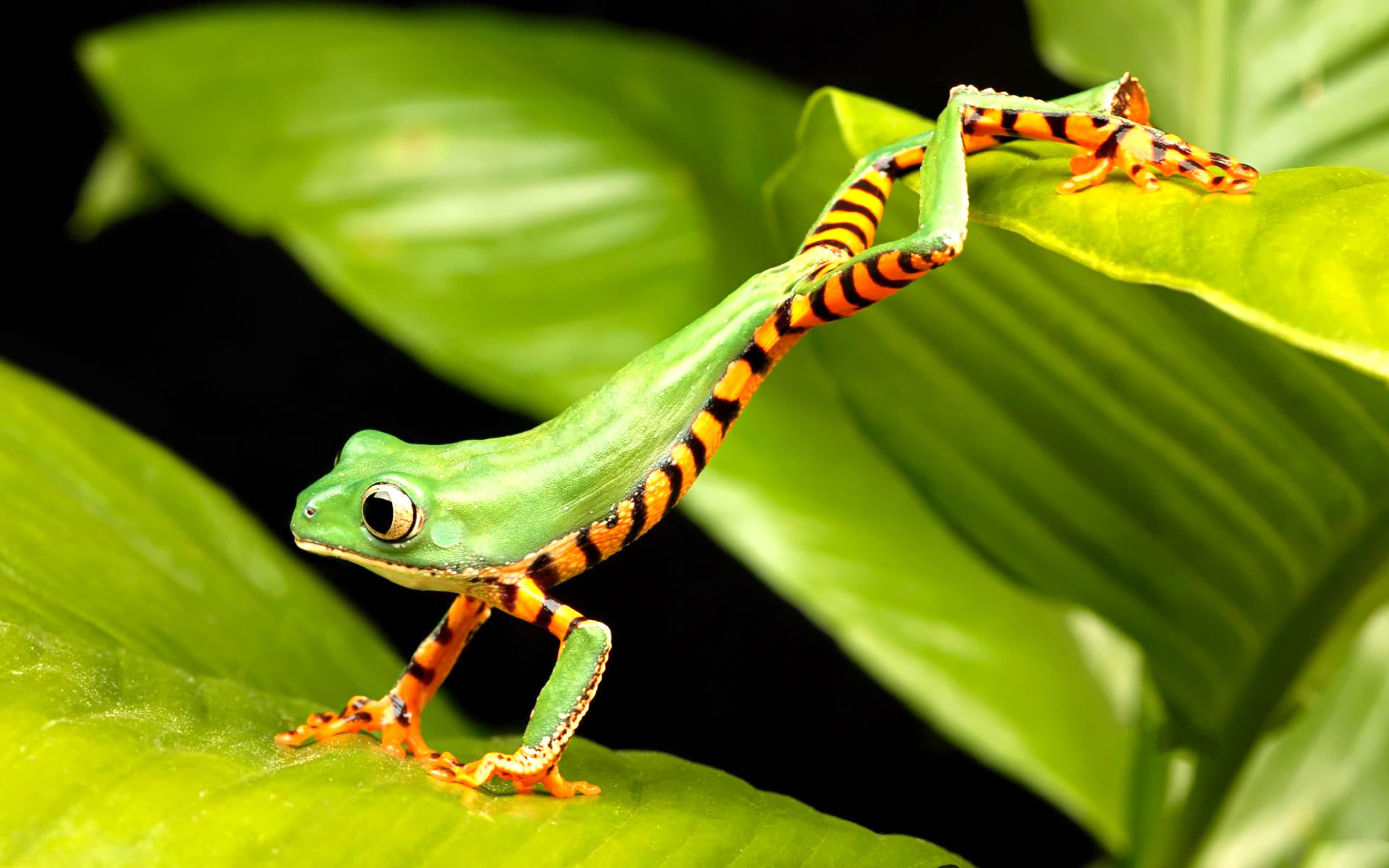 Frogs Wallpaper Cute Little Frogs Wallpaper - Cool Tree Frogs - HD Wallpaper 