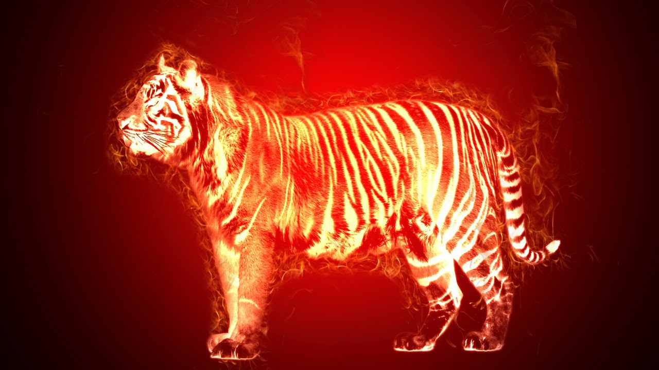 Tiger On Fire - HD Wallpaper 